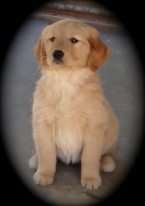 norcal golden retriever mr4 8 wks brubaker s norcal golden retriever puppies norcal golden retriever mr4 8 wks brubaker s norcal golden retriever puppies