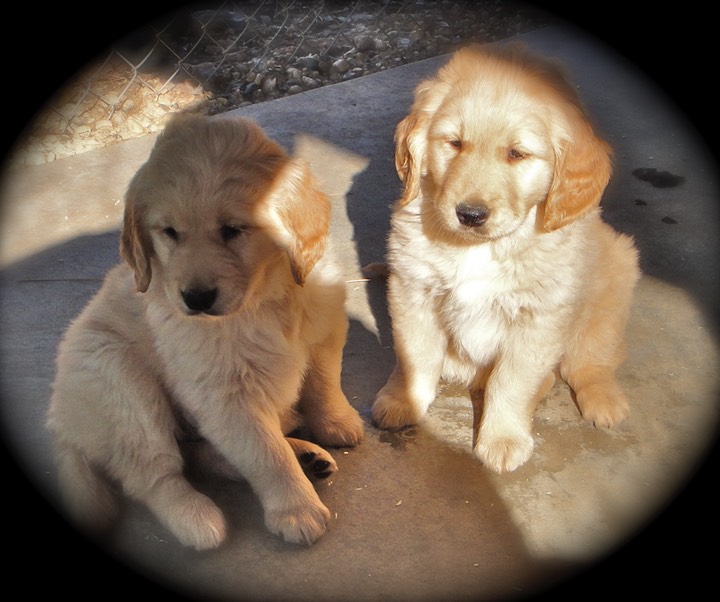 norcal golden retriever mr4 8 wks brubaker s norcal golden retriever puppies norcal golden retriever mr4 8 wks brubaker s norcal golden retriever puppies