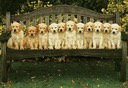 Litter 1 - Jasmine & Rufus; Pup Pics