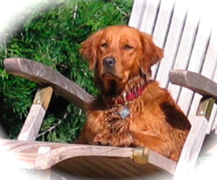 norcal golden retriever puppies chooey brubaker s norcal golden retriever puppies norcal golden retriever puppies chooey brubaker s norcal golden retriever puppies