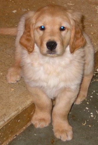 norcal golden retriever brubaker s norcal golden retriever puppies norcal golden retriever brubaker s norcal golden retriever puppies
