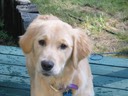 Jasmine as pup