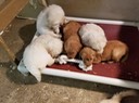 1st rope toy group hug