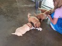 1st rope toy