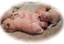 will14/15@2wks - 2