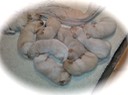 will14/15@3wks - 2