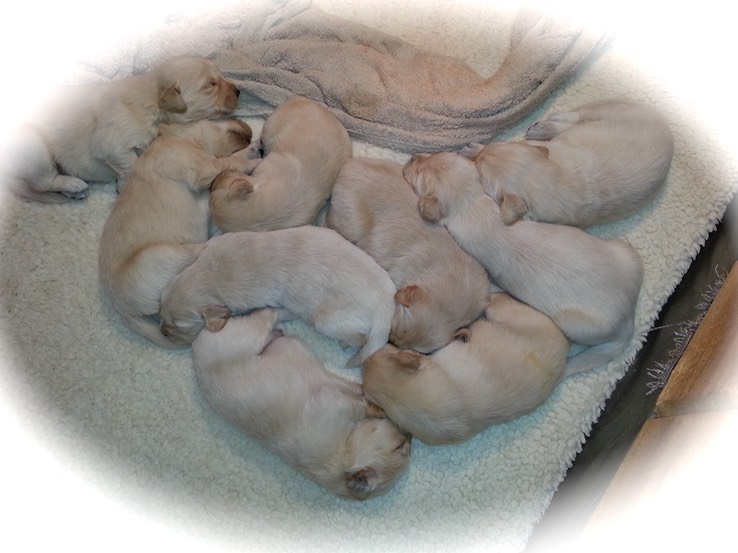 will14/15@3wks - 2