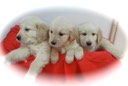 will14/15@7wks - 02