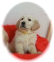 will14/15@7wks - 11