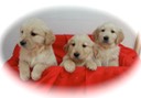 will14/15@7wks - 13