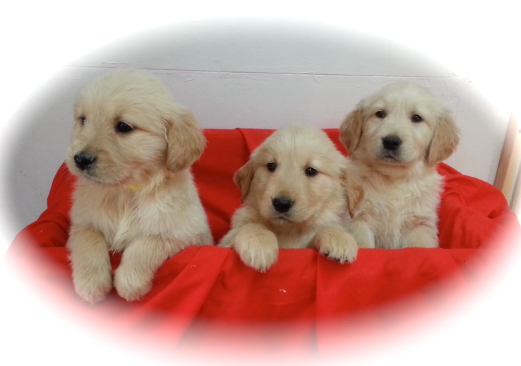 will14/15@7wks - 13