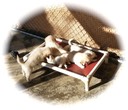 wisp14/15@6wks - 11