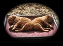 pm3@7.5wks - 4