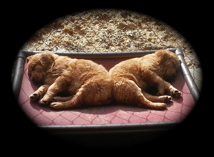 pm3@7.5wks - 4
