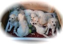 wisp1415@7wks - 06