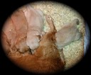 pm25 @ 5 wks - 3