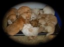 pm25 @ 7 wks & wl15 @ 6 wks-3