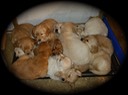 pm25 @ 7 wks & wl15 @ 6 wks-5