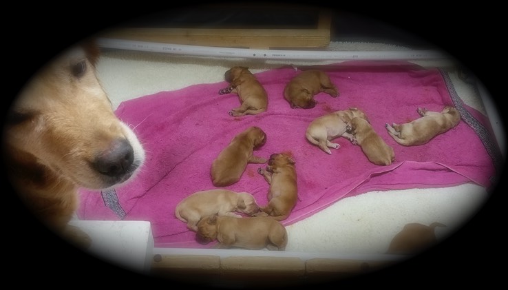 pm16 @ 1 wks - 2