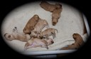 pm16 @ 2 wks