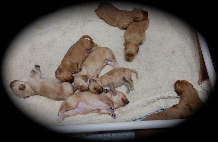 pm16 @ 2 wks