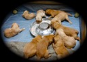 pm16 @ 3 wks - 2