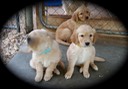 pm16 @ 7 wks - 04 Blue,Yel,Grn m