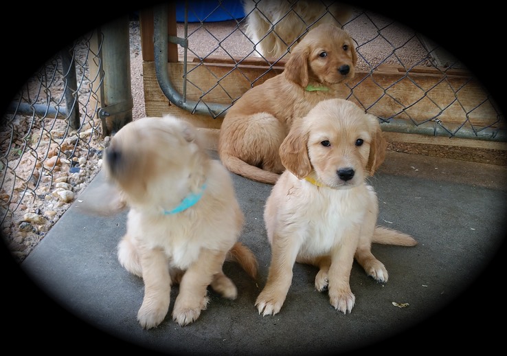 pm16 @ 7 wks - 04 Blue,Yel,Grn m