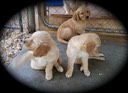 pm16 @ 7 wks - 05 Blue,Yel,Grn m