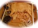 tm17 @ 0 wks