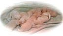 tm17 @ 2 wks