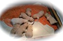tm17 @ 4 wks - Their 1st Meal