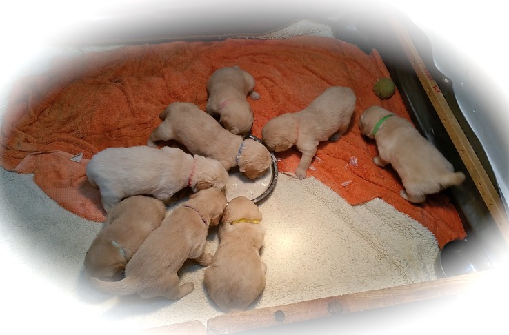tm17 @ 4 wks - Their 1st Meal