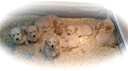 tm17 @ 6.5 wks-1