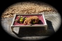jm16 @ 7.5 wks - 09