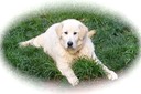 Angus pup 041217