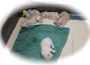 tm172 @ 2 wks - 1