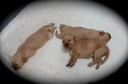 jm17 @ 2 wks - 4