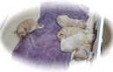 tm172 @ 3 wks - 2