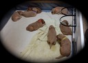 jm17 @ 3 wks - 2