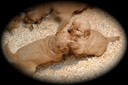  jm17 @ 4 wks-1
