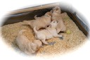 tm172 @ 4 wks-1