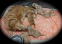 pm172 @ 3 wks - 2
