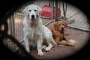 Mattie pup, Flakey 091317