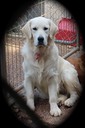 Mattie pup, Flakey 091317 copy