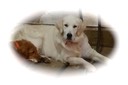 Mattie Flakey as pups-1