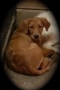 Mattie Flakey as pups-2