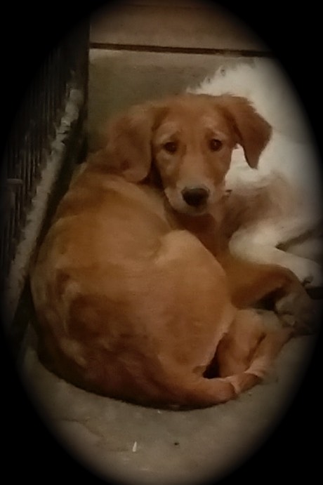 Mattie Flakey as pups-2