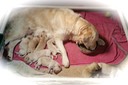 tm18 @ 1 week