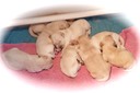 tm18 @ 1.5 wks